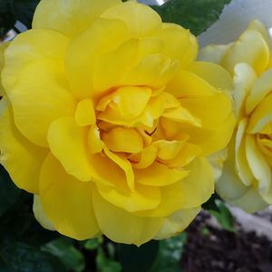 Meet your Posher, Kerrie